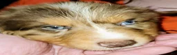 Australian Shepherd dogs for sale: Chris - Ad 3