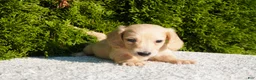 Miniature Dachshund dogs for sale: Theo - Ad 2