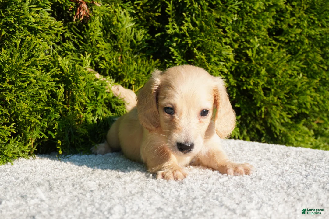 Miniature Dachshund dogs for sale: Theo - Ad 2