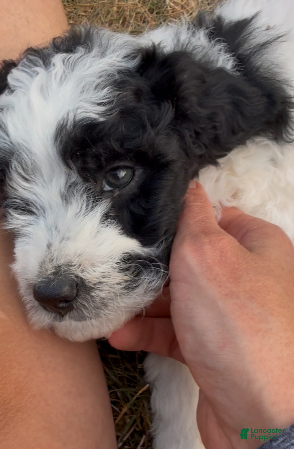 Mini Goldendoodle dogs Basil - Ad 2