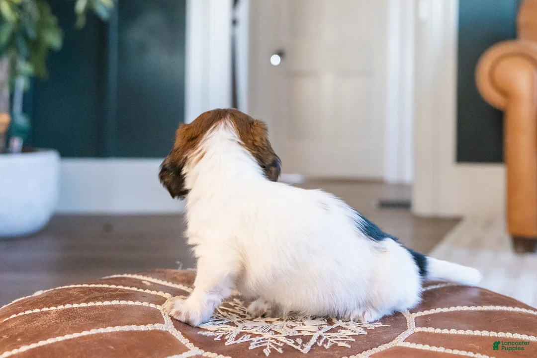 Miniature Dachshund dogs for sale: Ingrid Floppenstein - Ad 4