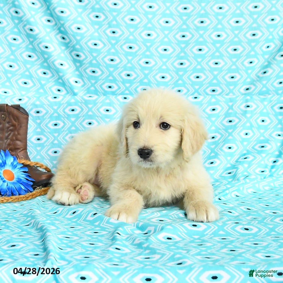 Goldendoodle dogs Molly - Ad 1