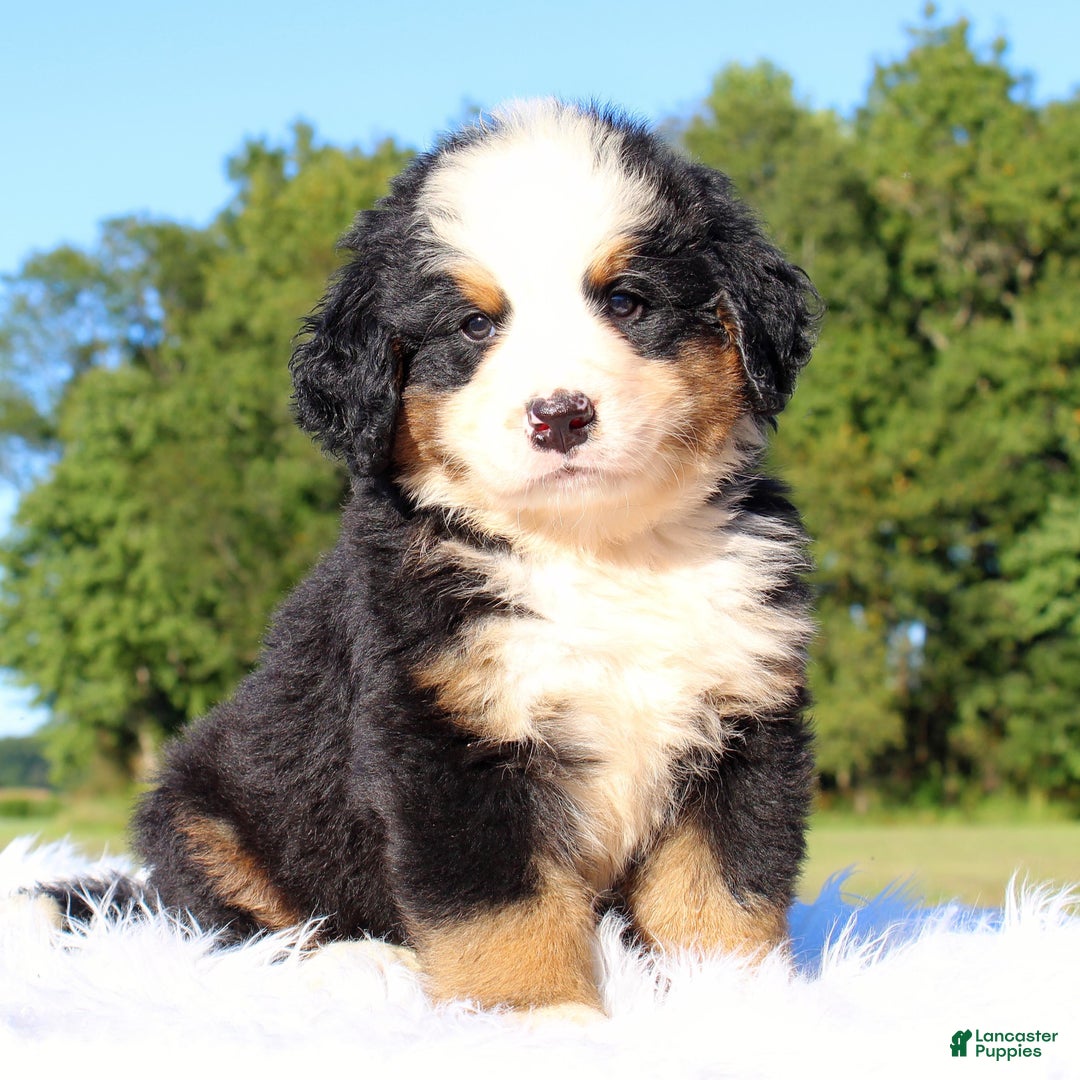 Akc Bernese Mountain Dog Sweatshirts Bernese Mountain Akc Large