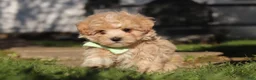 Maltipoo dogs for sale: Lane - Ad 9
