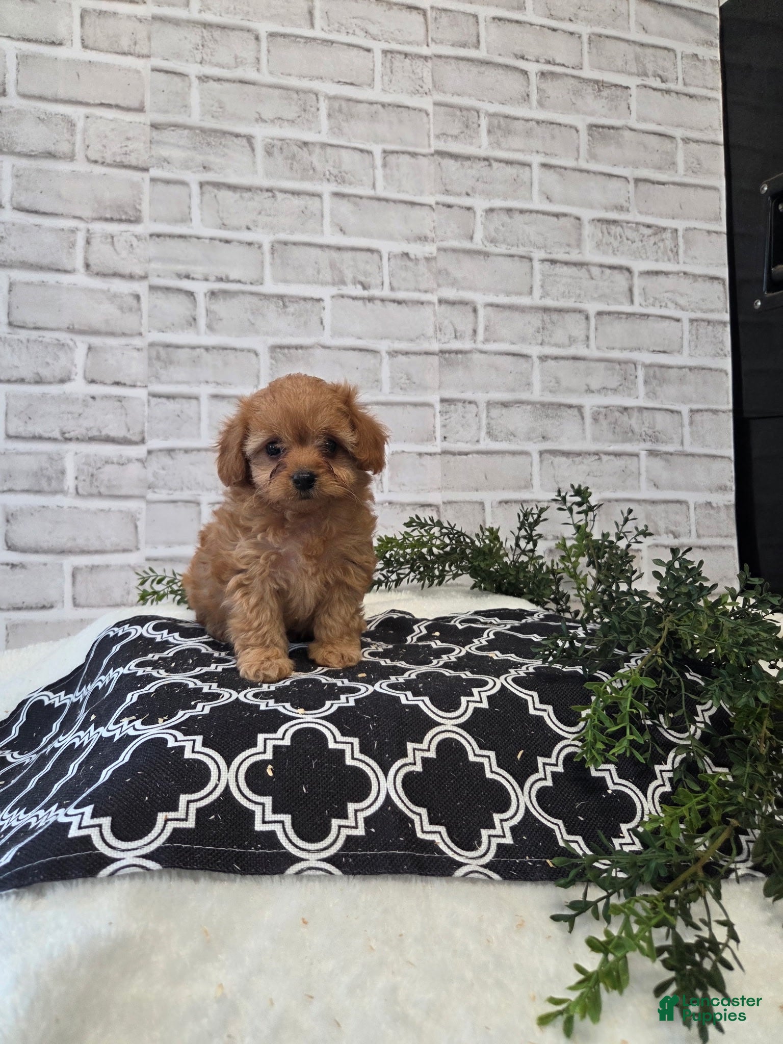 Cavapoo dogs Daisy - Ad 8