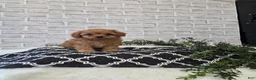 Cavapoo dogs for sale: Daisy - Ad 1