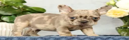French Bulldog dogs for sale: Peter - Ad 3