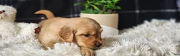 Golden Retriever dogs for sale: Lonnie - Ad 4