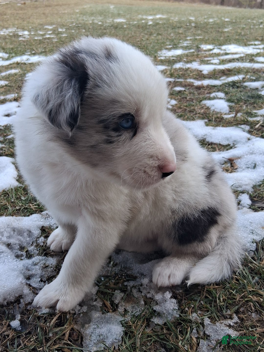Border Collie dogs for sale: Max - Ad 2