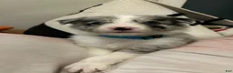 Border Collie dogs for sale: Jason Crabb - Ad 10