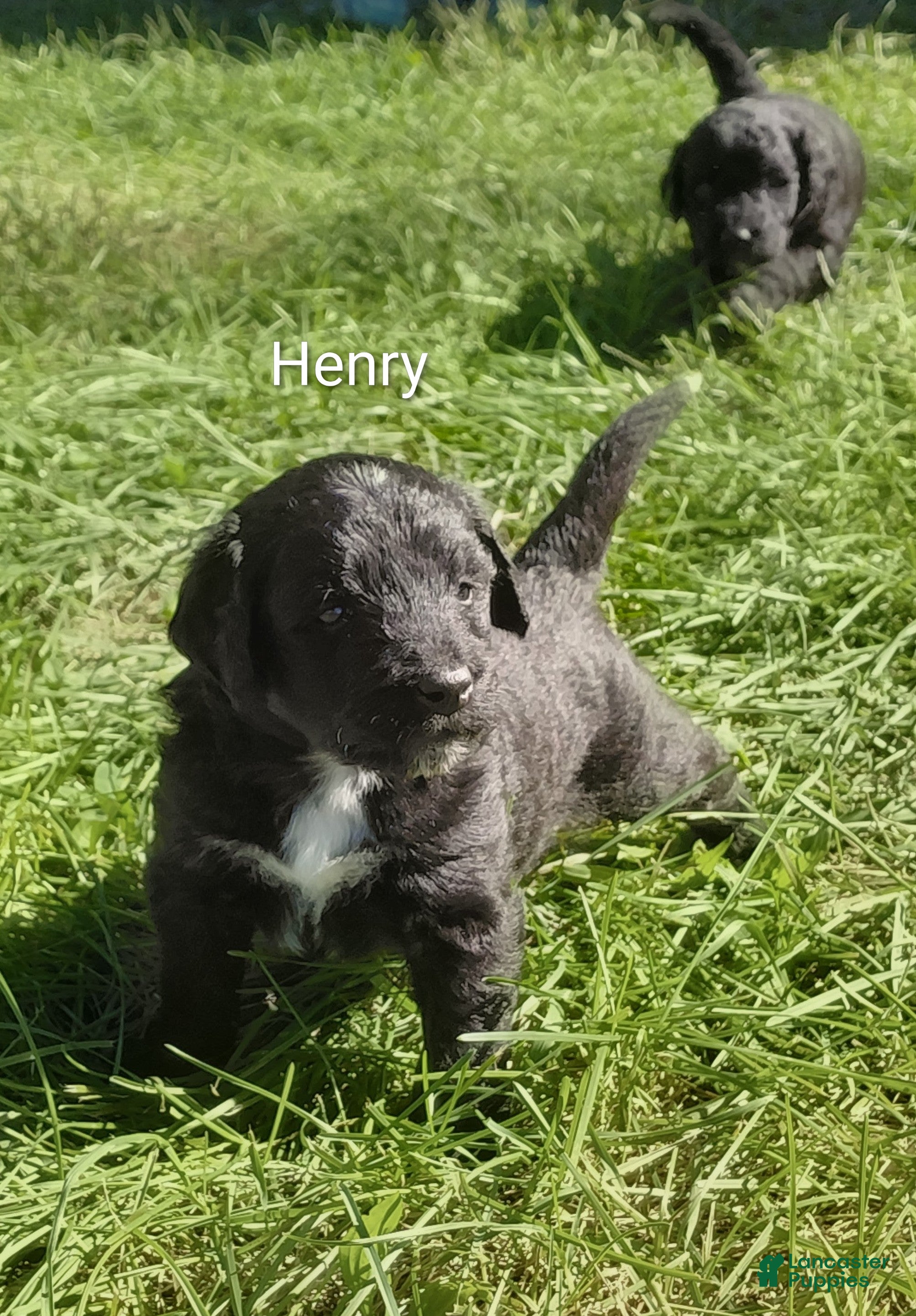 Mini Goldendoodle dogs Mountain Goldendoodle - Patrick Henry - Ad 2