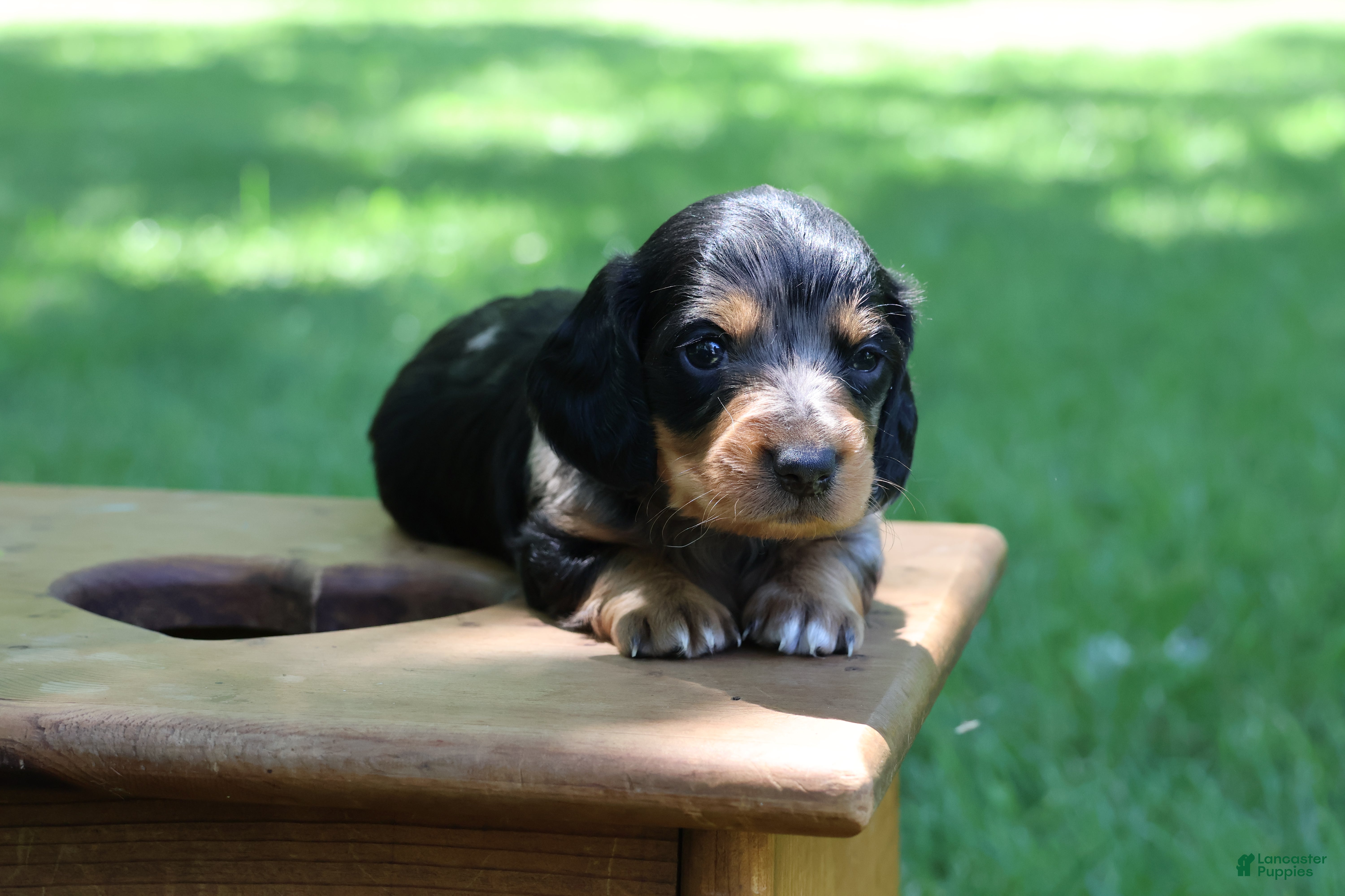Miniature Dachshund dogs Mini Dachshund: Sam - Ad 1