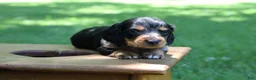 Miniature Dachshund dogs for sale: Mini Dachshund: Sam - Ad 1