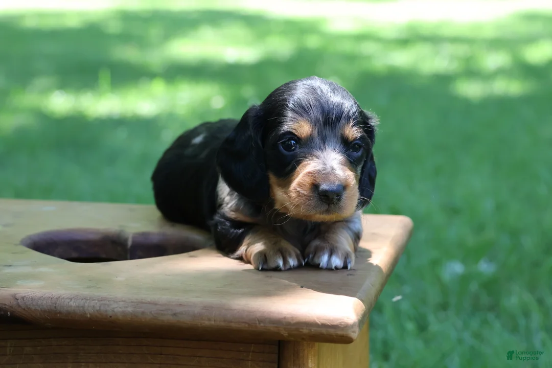 Miniature Dachshund dogs for sale: Mini Dachshund: Sam - Ad 1