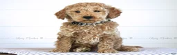 Mini Goldendoodle dogs for sale: Grant - Ad 1