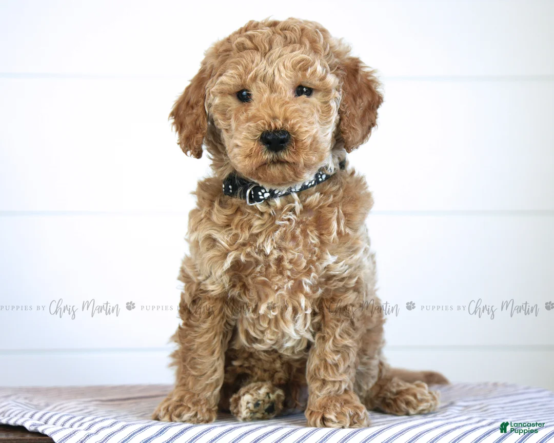 Mini Goldendoodle dogs for sale: Grant - Ad 1