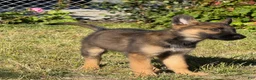 German Shepherd dogs for sale: German Shepherd 4 - Ad 3