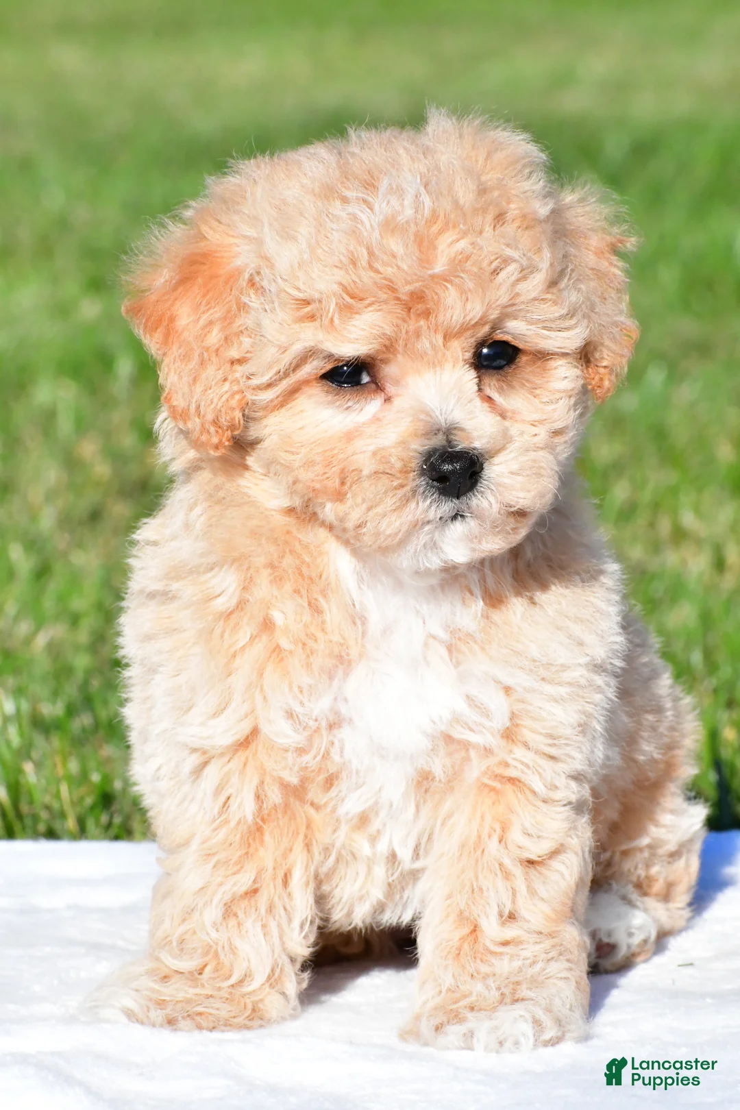 Bichpoo dogs for sale: mila - Ad 1