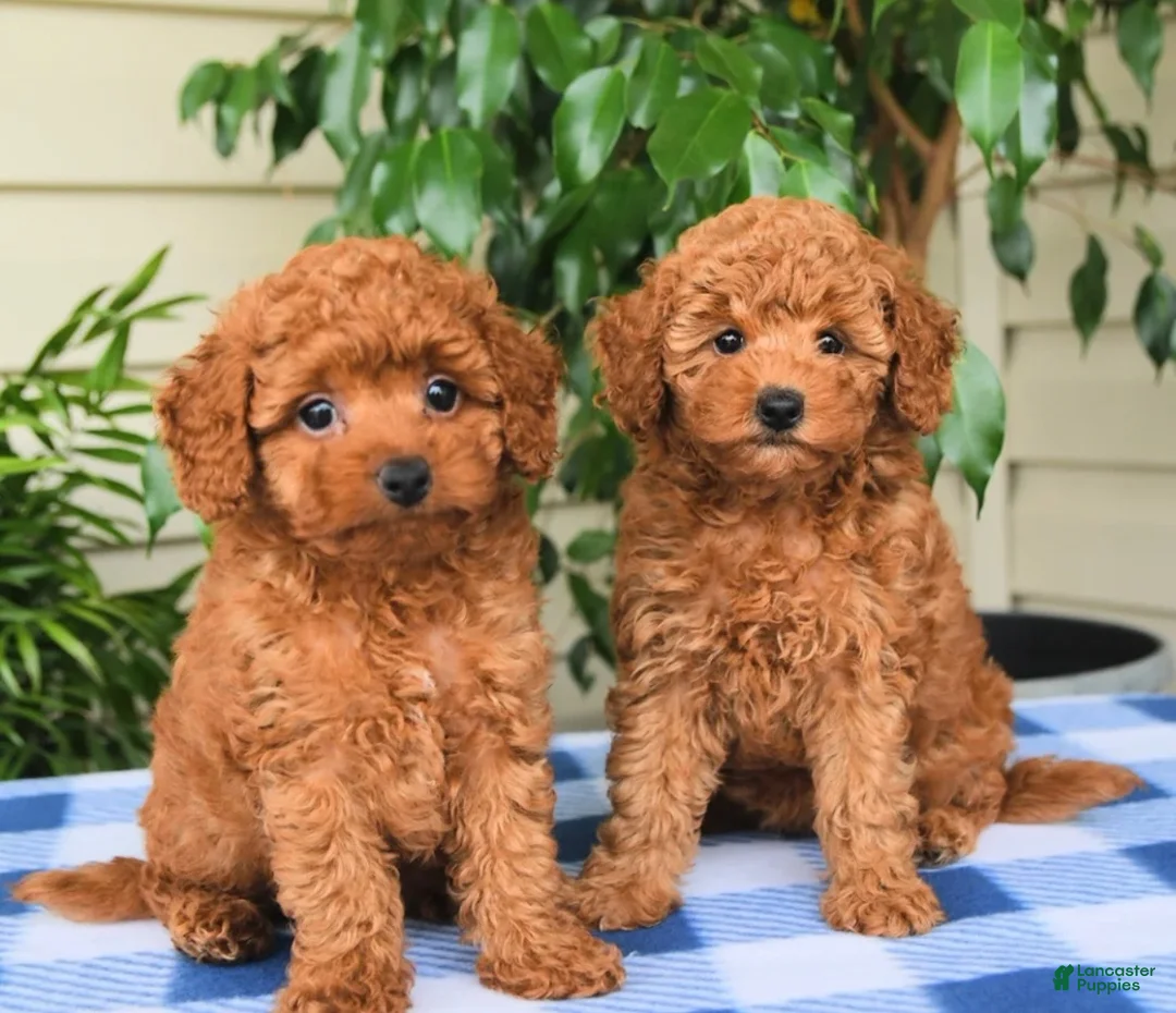 Toy Poodle dogs for sale: Tammy - Ad 4