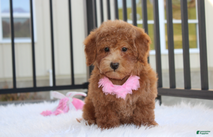 Bichpoo dogs for sale: Sunny - Ad 2