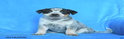 Australian Cattle Dog dogs for sale: Emma - Ad 2