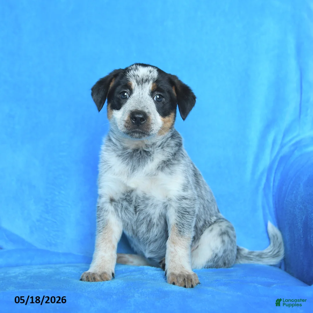 Australian Cattle Dog dogs for sale: Emma - Ad 2