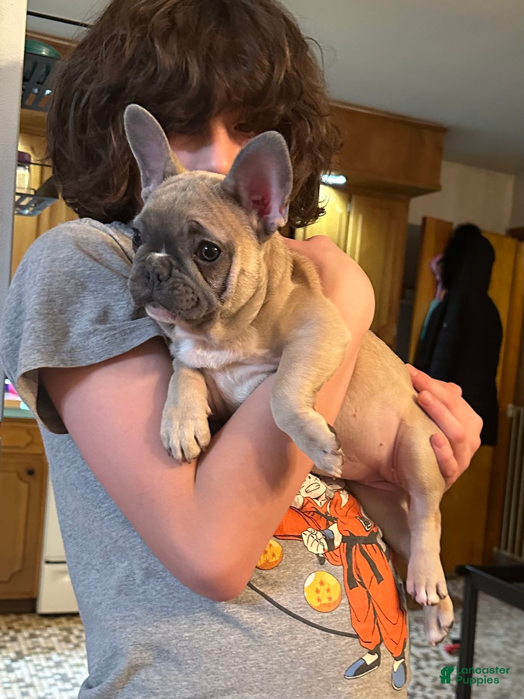 French Bulldog dogs for sale: Princess - Ad 7