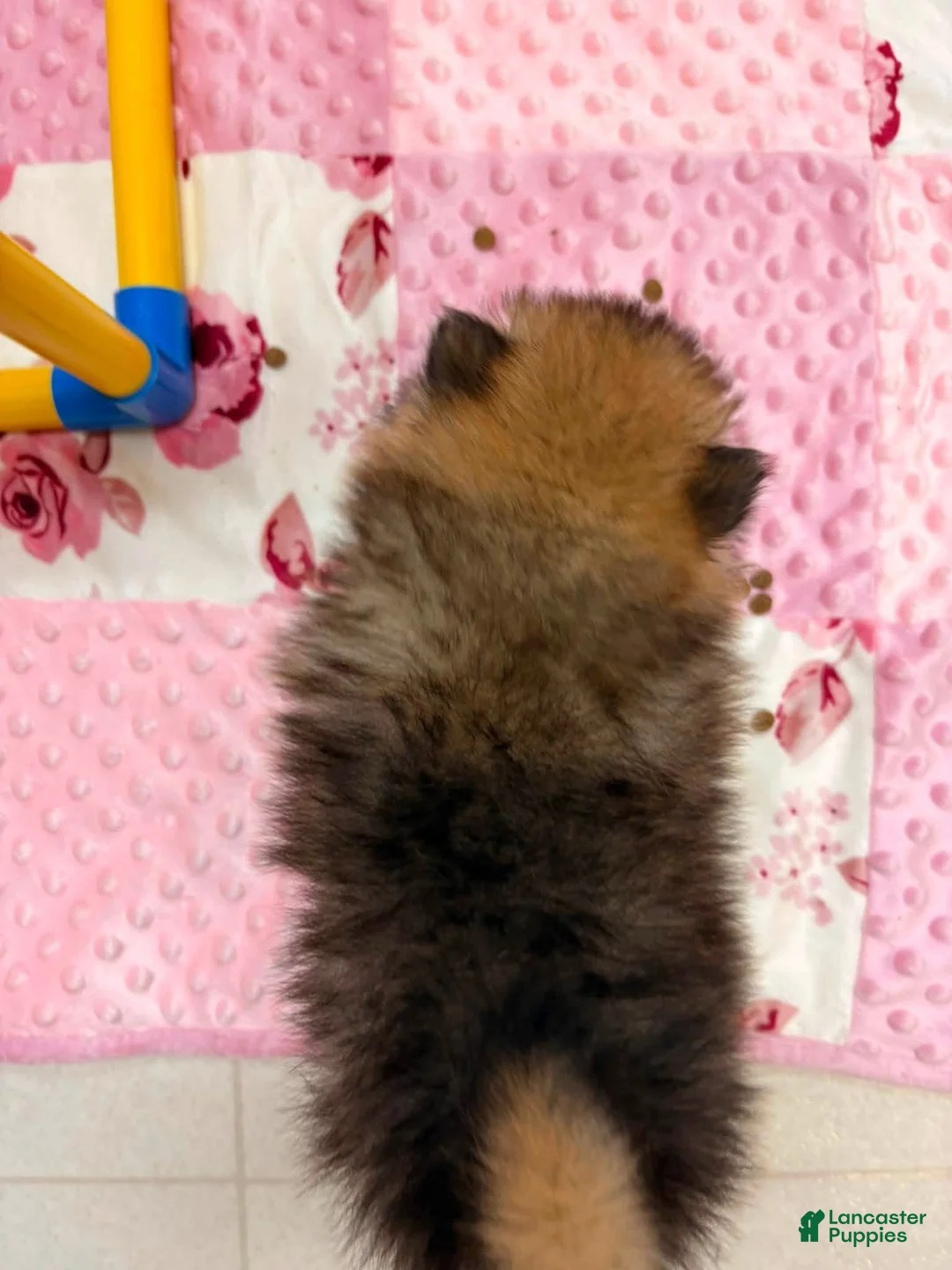 Pomeranian dogs for sale: Anne  - Ad 2