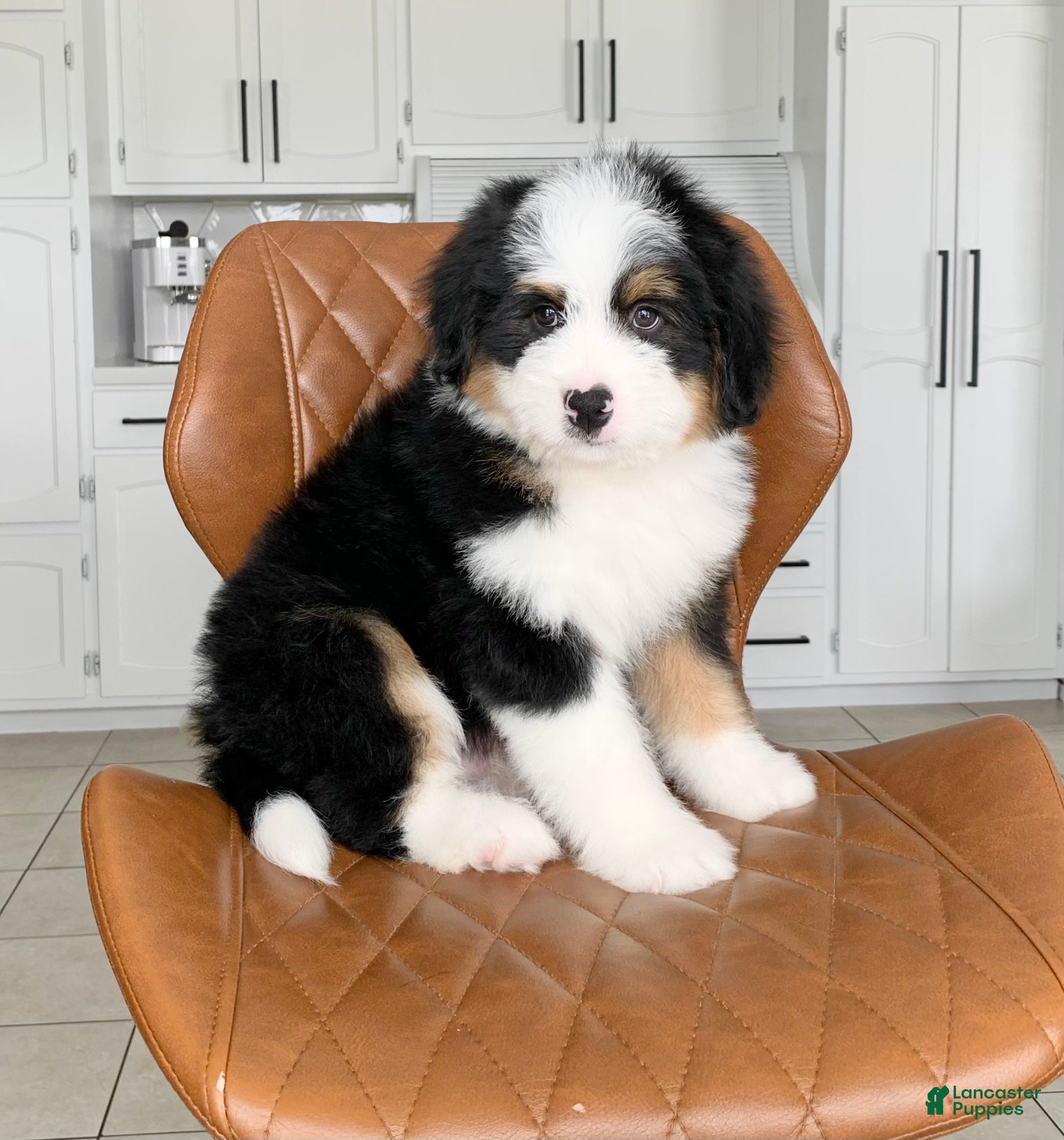 Bernedoodle dogs Chase - Ad 2