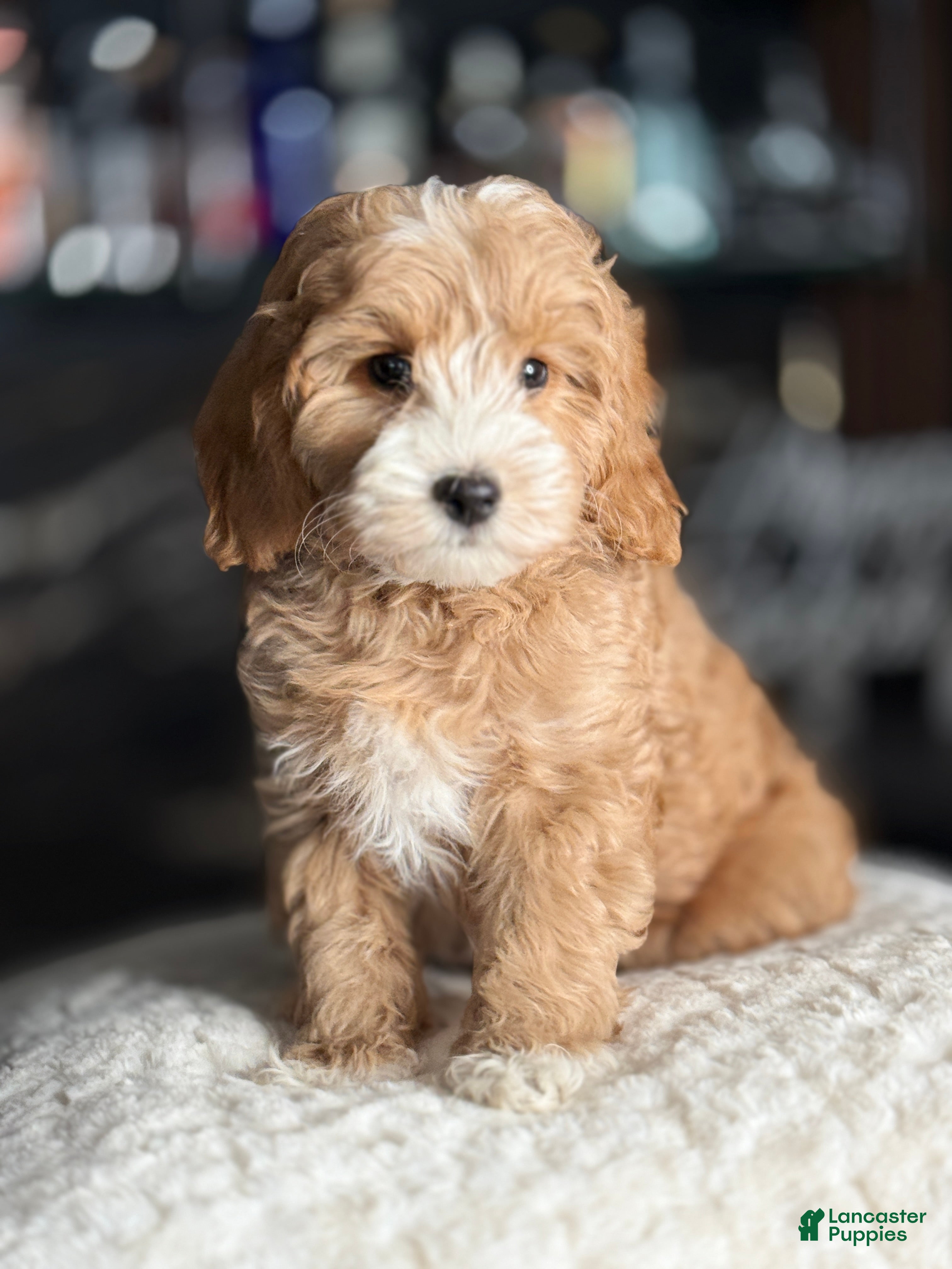Goldendoodle dogs Jonah - Ad 2