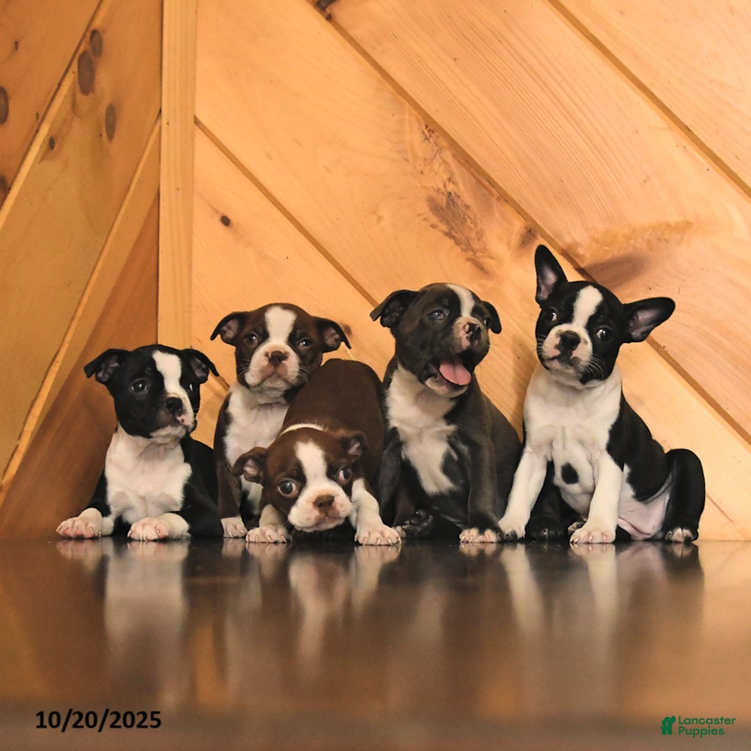 Boston Terrier dogs for sale: Mara  - Ad 5
