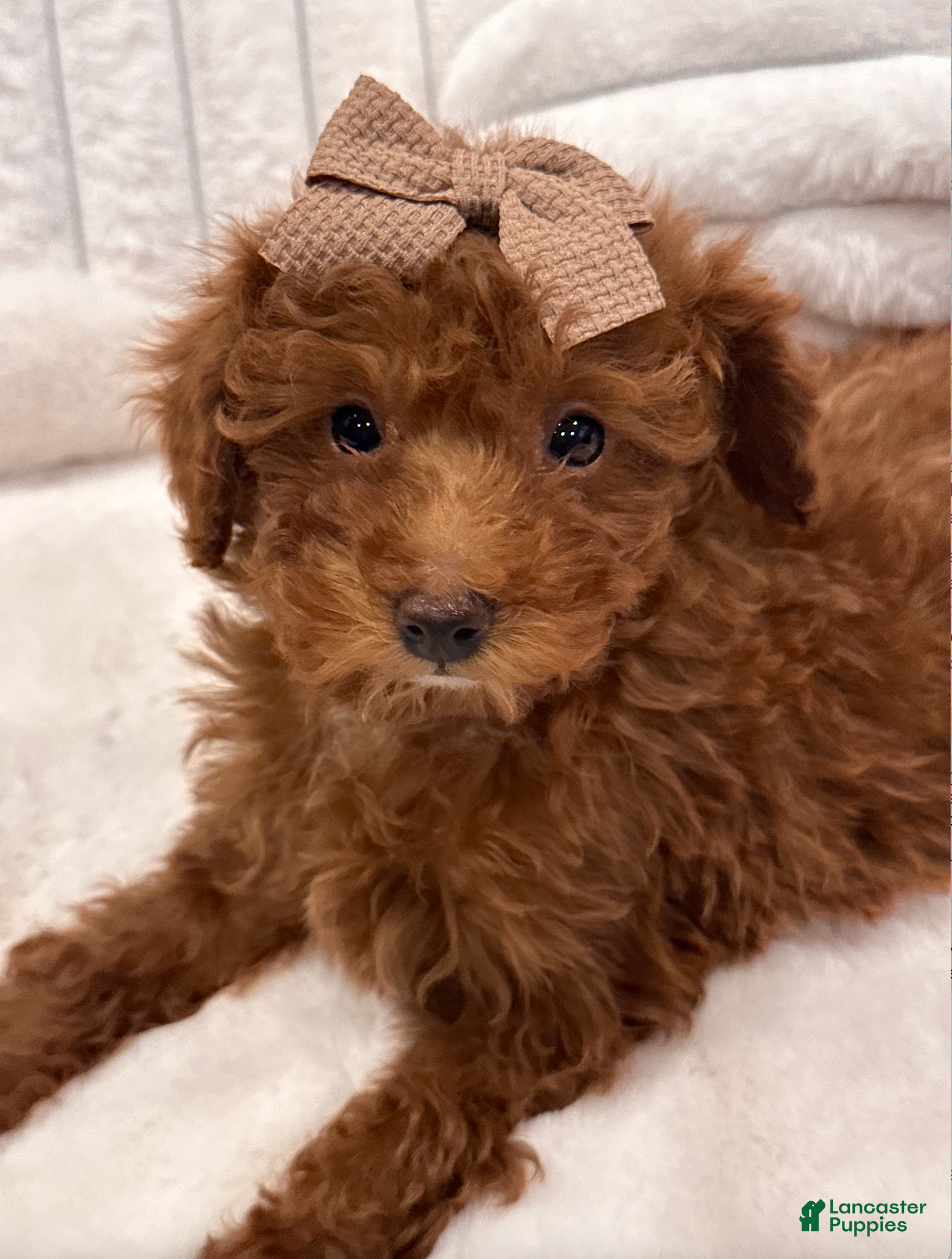 Toy Poodle dogs Ruby - Ad 37
