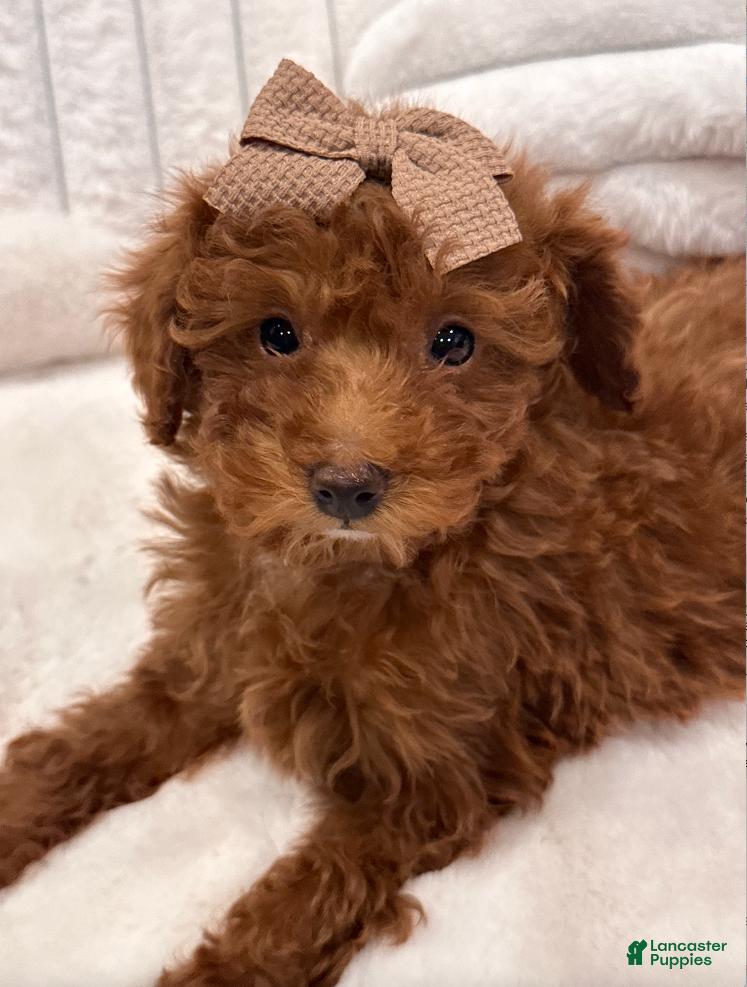 Toy Poodle dogs for sale: Ruby - Ad 1
