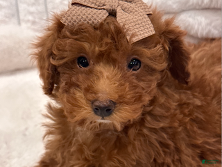 Toy Poodle dogs Ruby - Ad 37