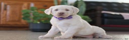 Labrador Retriever dogs for sale: Noel - Ad 1