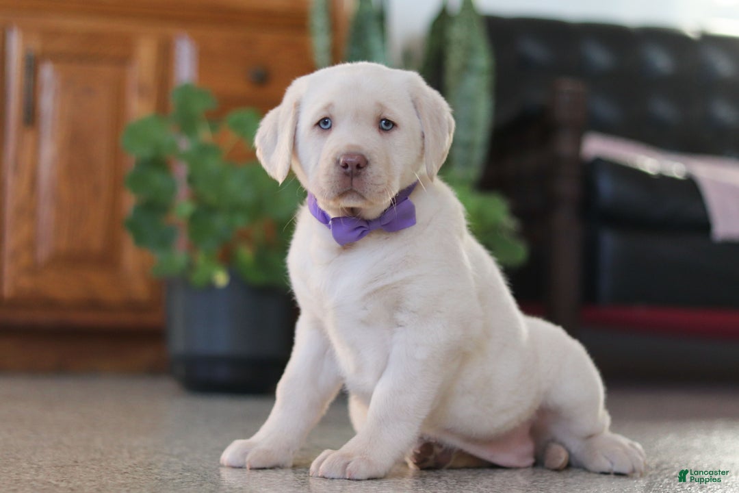 Labrador Retriever dogs for sale: Noel - Ad 1