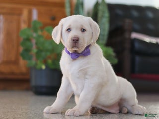 Labrador Retriever dogs Noel - Ad 1