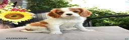 Cavalier King Charles Spaniel dogs for sale: Rosy - Ad 2
