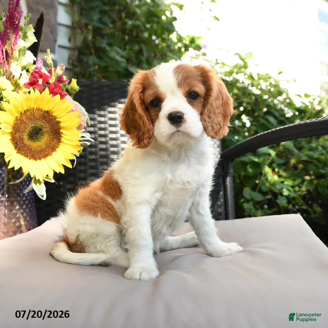 Cavalier King Charles Spaniel dogs for sale: Rosy - Ad 2