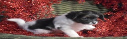 Papillon dogs for sale: Becky - Ad 2