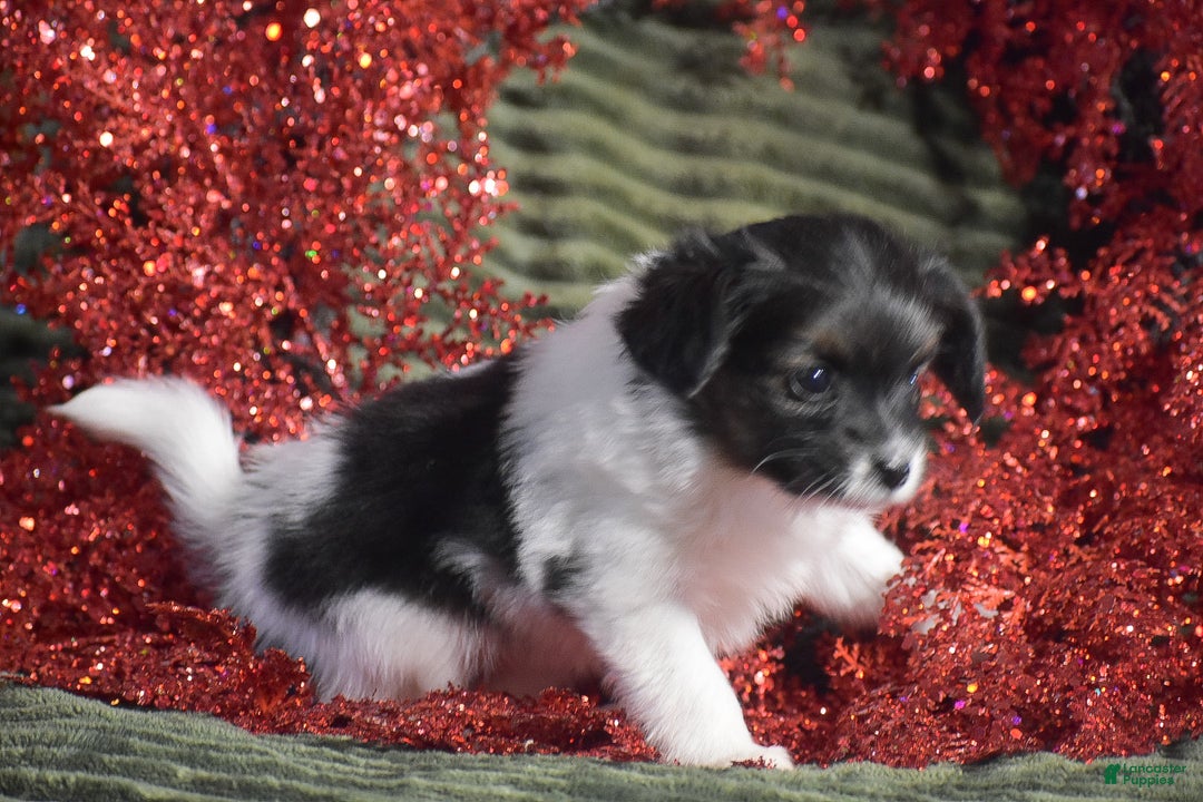 Papillon dogs for sale: Becky - Ad 2