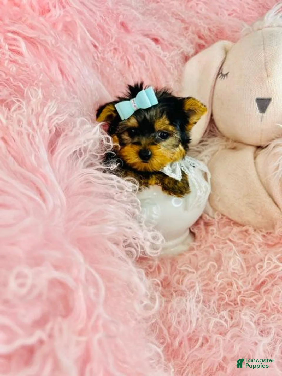 Yorkshire Terrier dogs for sale: Teacup/Pocketbook Yorkshire Terrier 1 - Ad 2