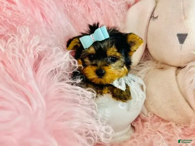 Yorkshire Terrier dogs Teacup/Pocketbook Yorkshire Terrier 1 - Ad 2