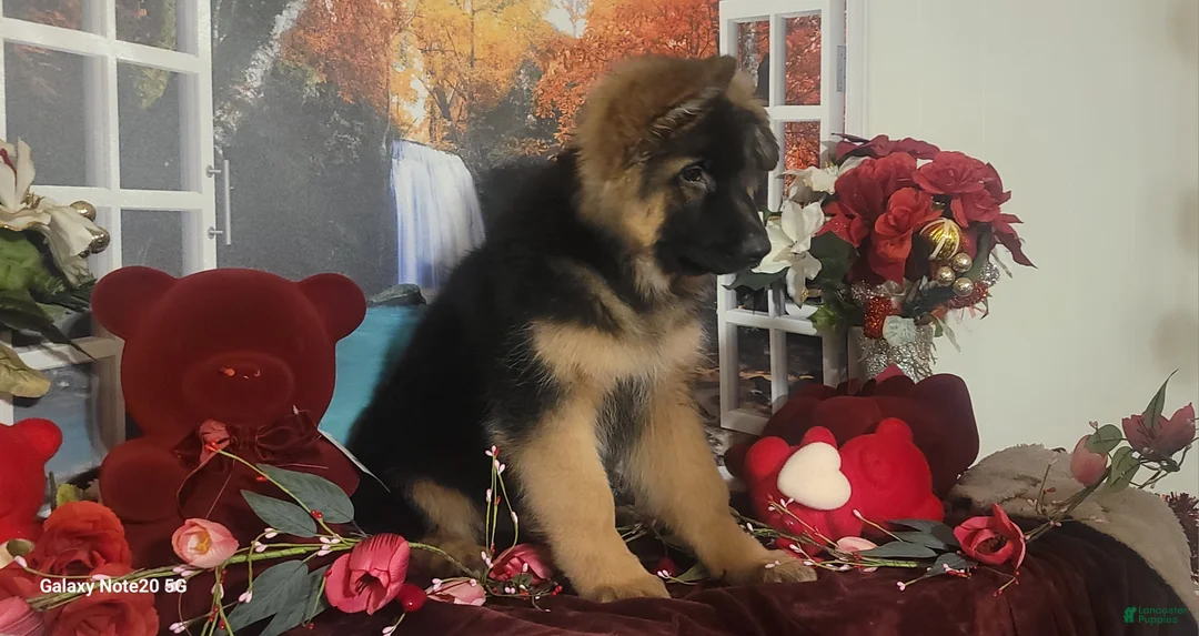 German Shepherd dogs for sale:  Nicholas  - Ad 5
