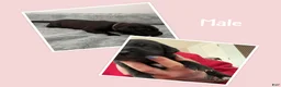 Mixed Breed dogs for sale: Pink - Ad 3