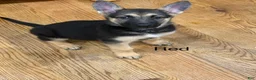 German Shepherd dogs for sale: Red - Ad 1