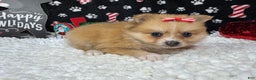 Pomeranian dogs for sale: Pomeranian Puppy 4 - Ad 3