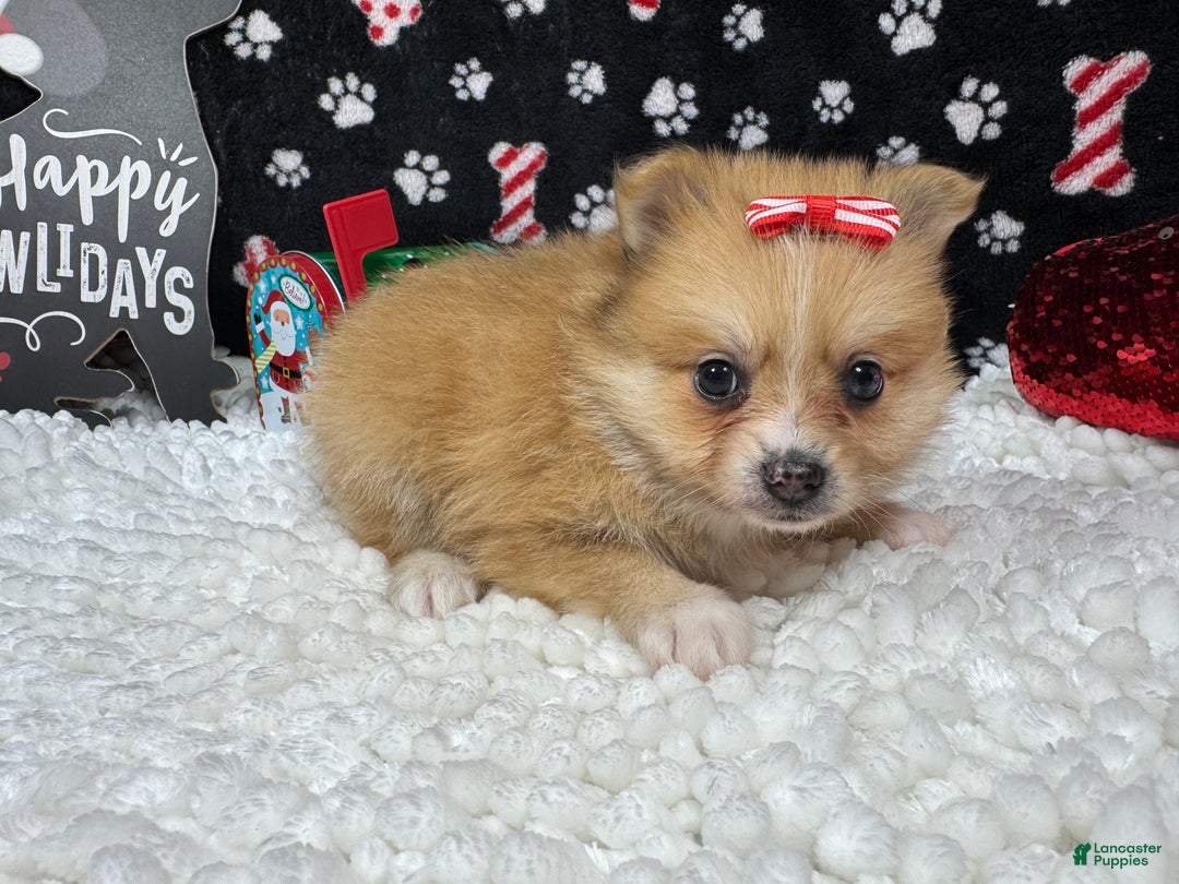 Pomeranian dogs for sale: Pomeranian Puppy 4 - Ad 3