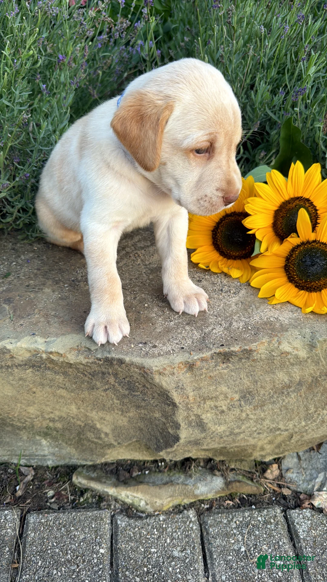 Labrador Retriever dogs for sale: Theo - Ad 2