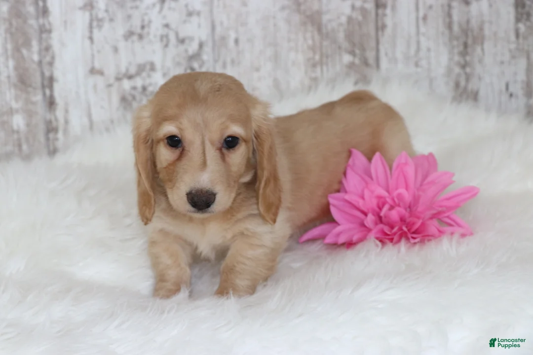 Miniature Dachshund dogs for sale: Bridget  - Ad 4